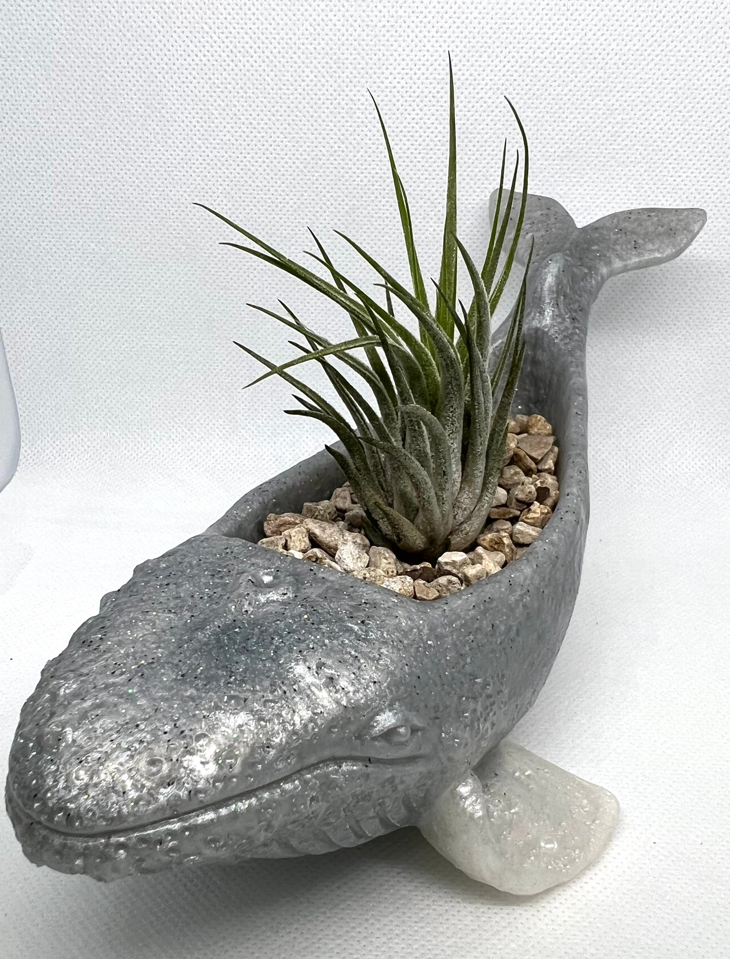 Whale Planter-Air Plant