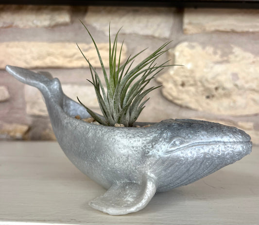 Whale Planter-Air Plant