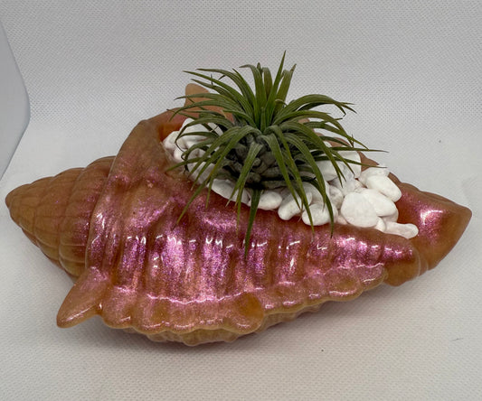 Pearl Beach Shell Plant Holder