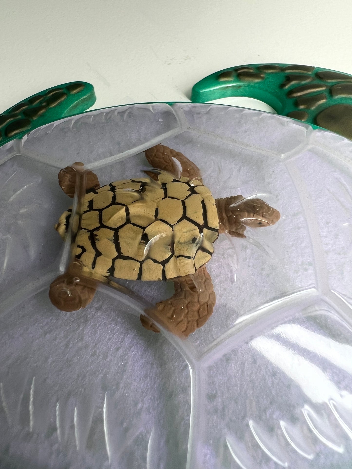 Turtle with baby