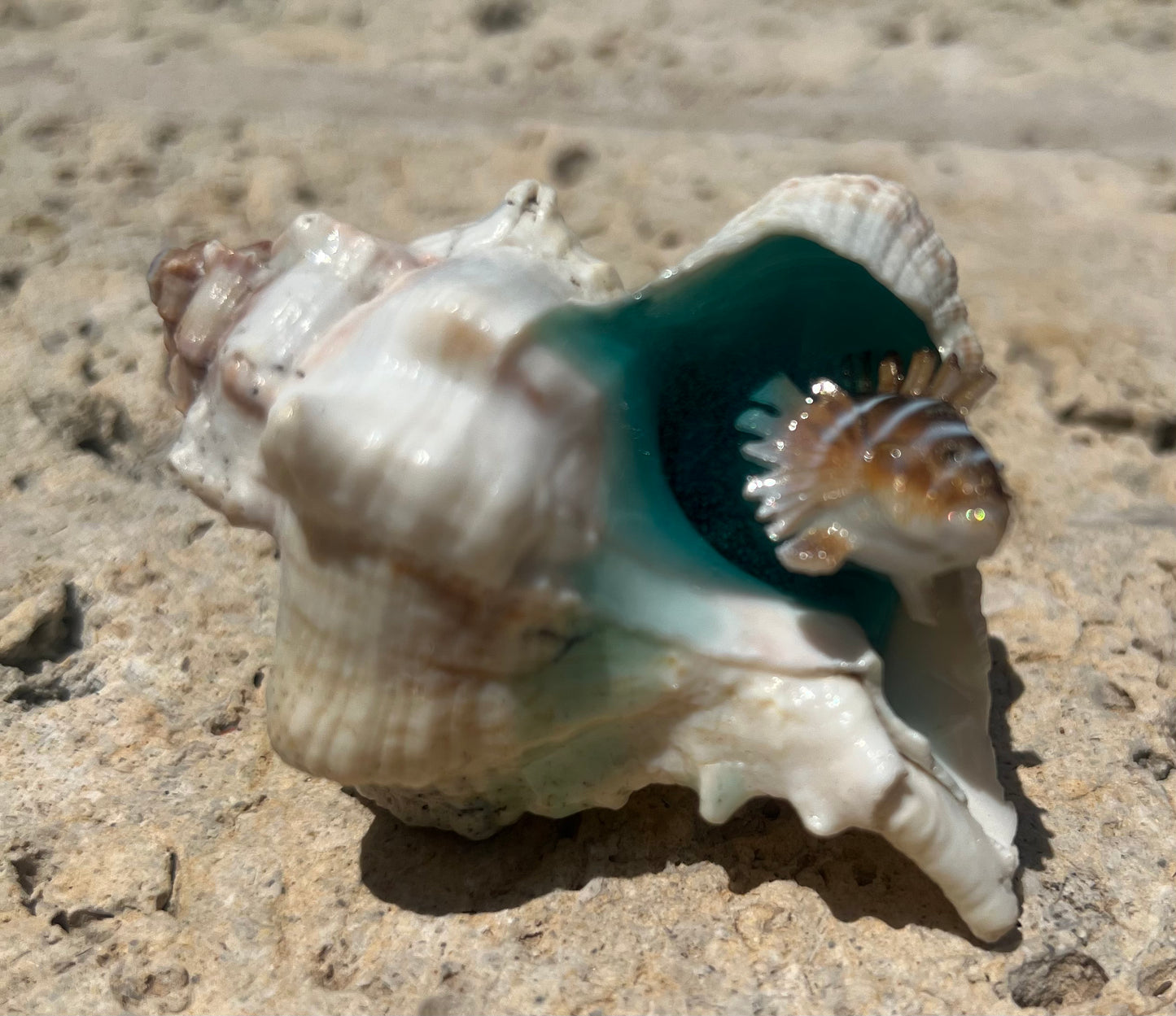 Shell with fish