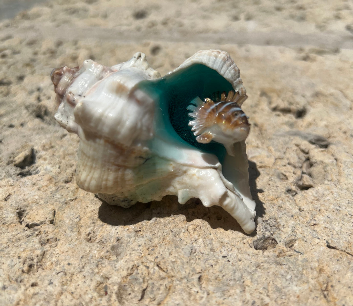 Shell with fish